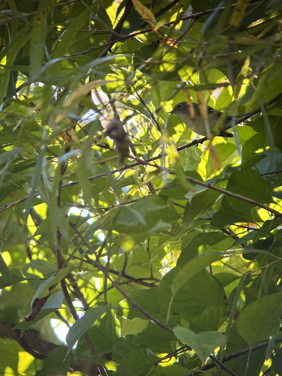 Chestnut-sided Warbler - ML641325662