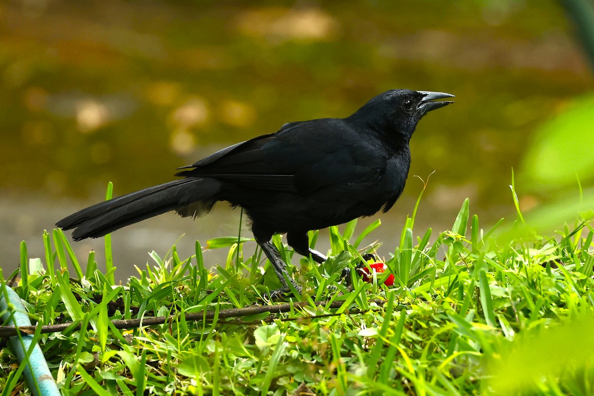 Melodious Blackbird - ML641325664