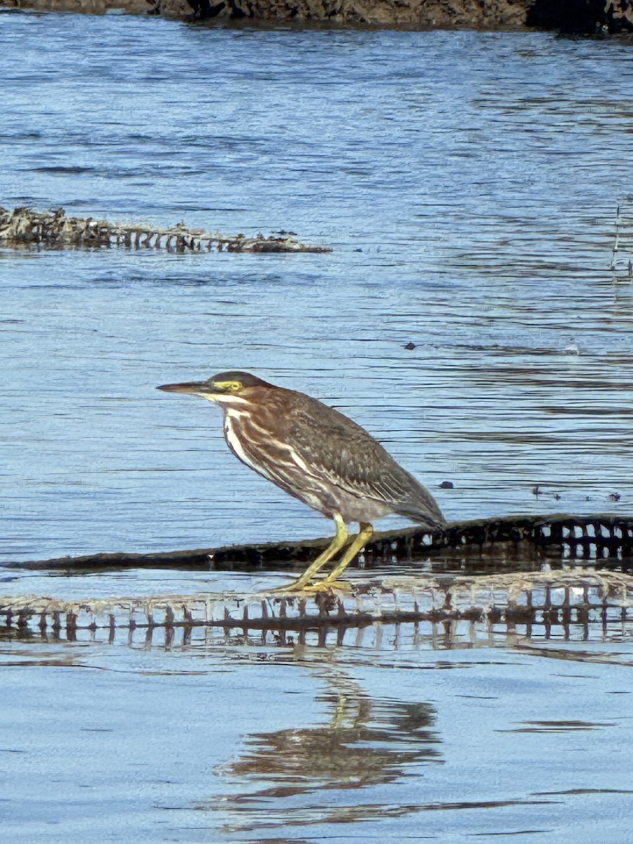 Green Heron - ML641325680
