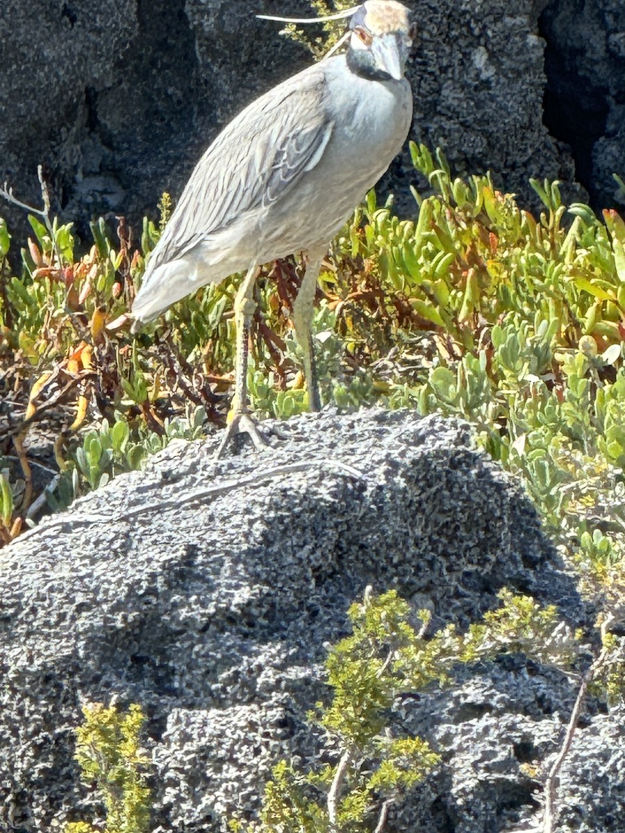 Yellow-crowned Night Heron - ML641325683