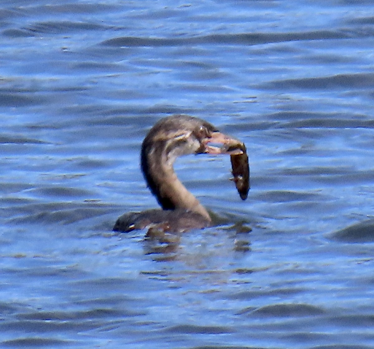 Pied-billed Grebe - ML641325720