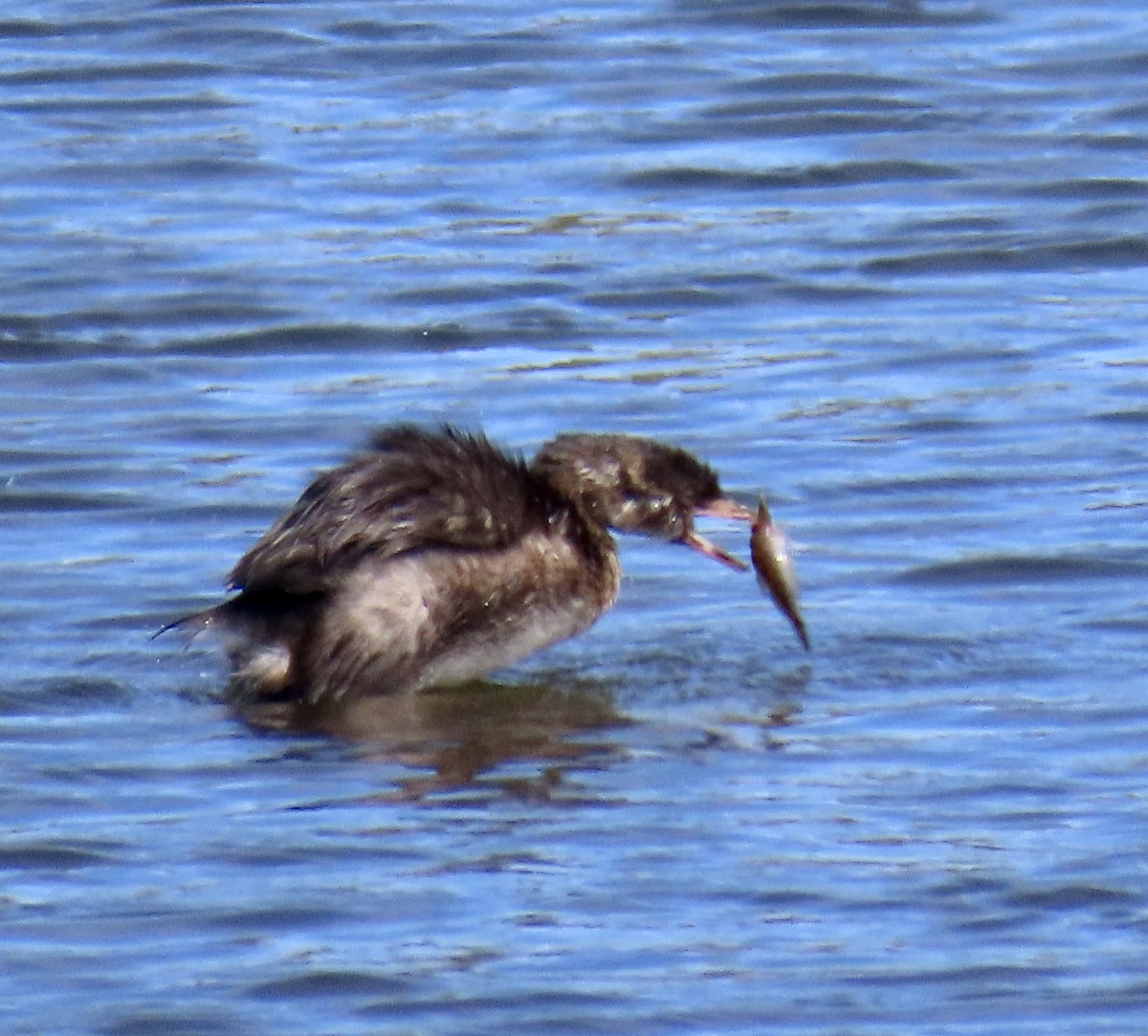 Pied-billed Grebe - ML641325721