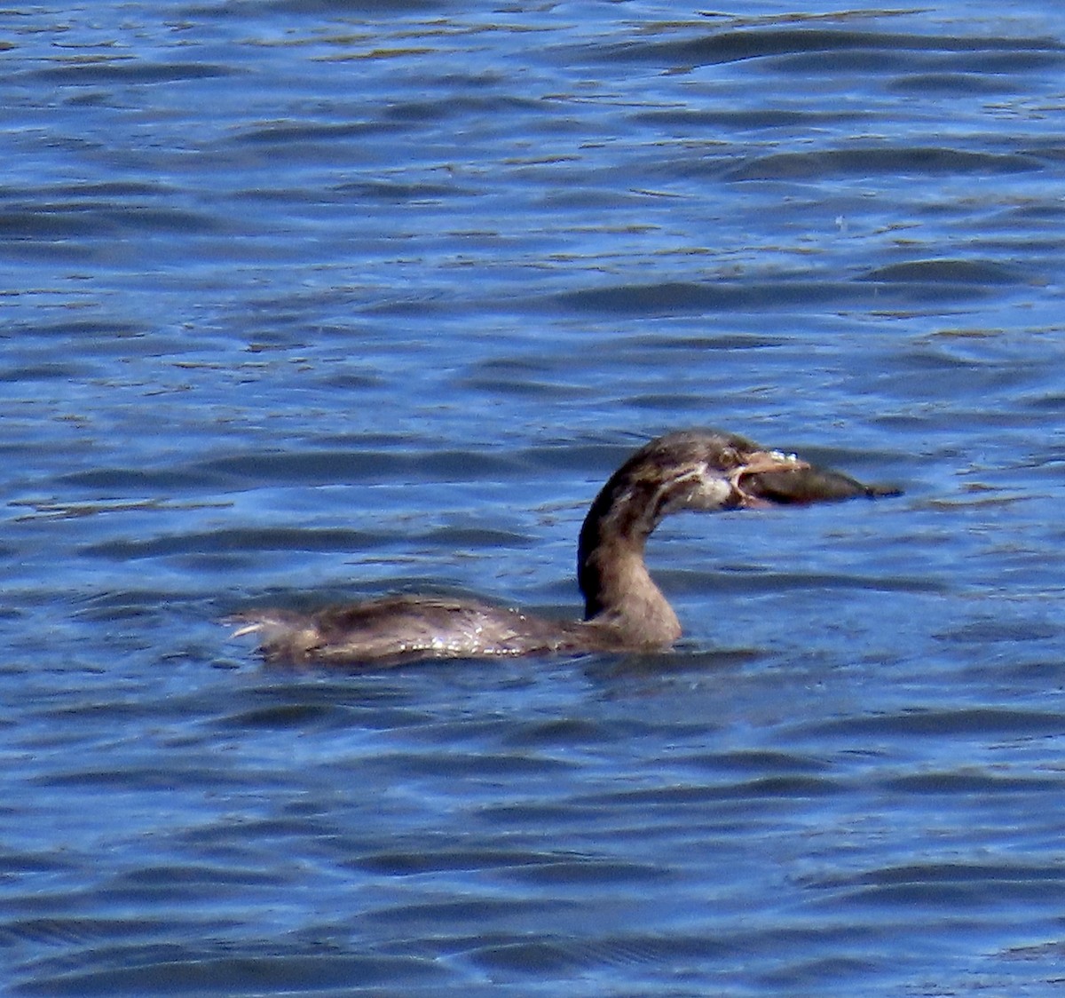 Pied-billed Grebe - ML641325722