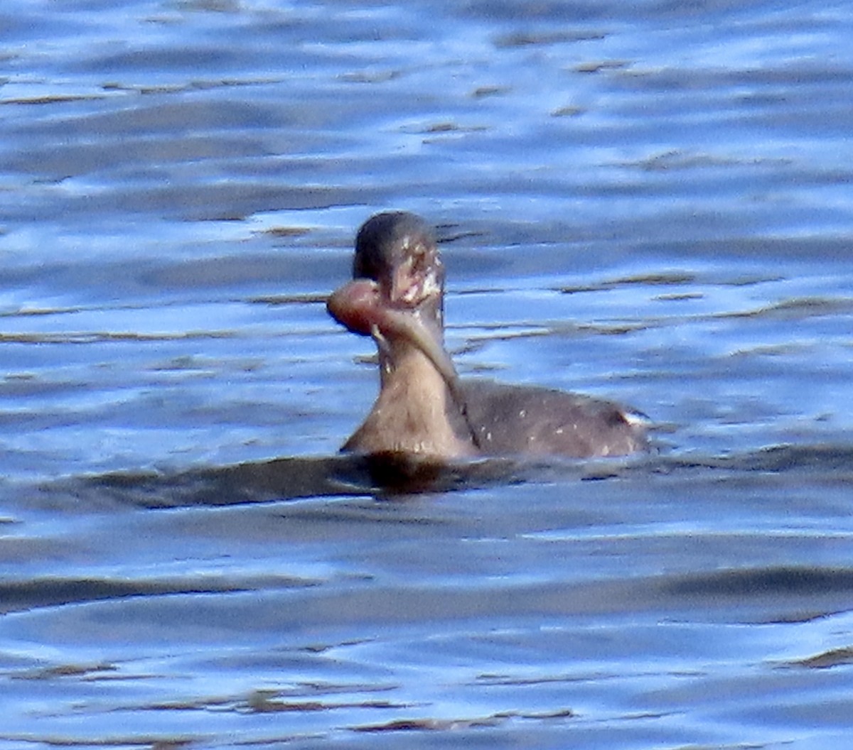 Pied-billed Grebe - ML641325723