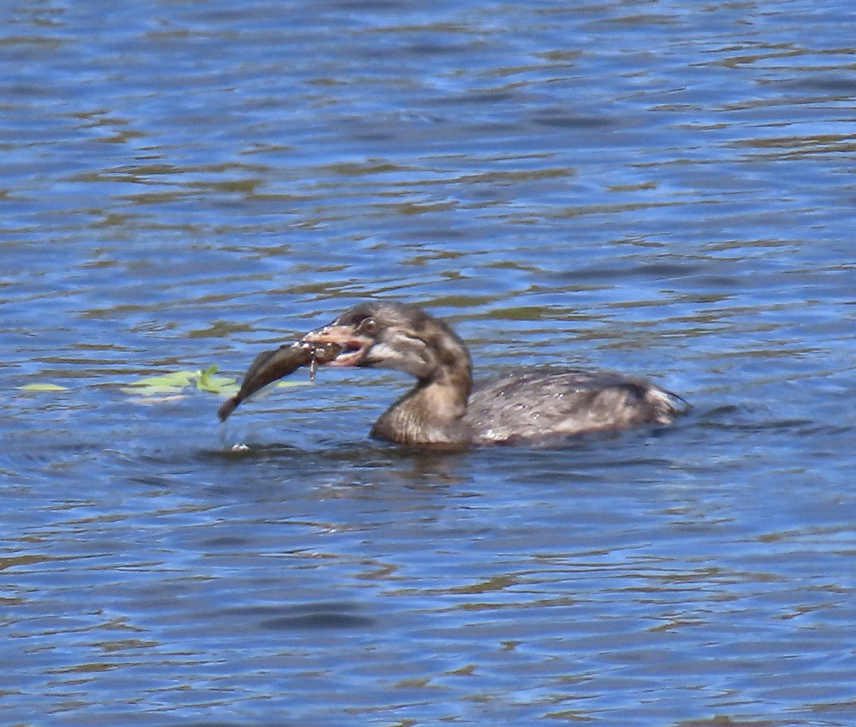 Pied-billed Grebe - ML641325724