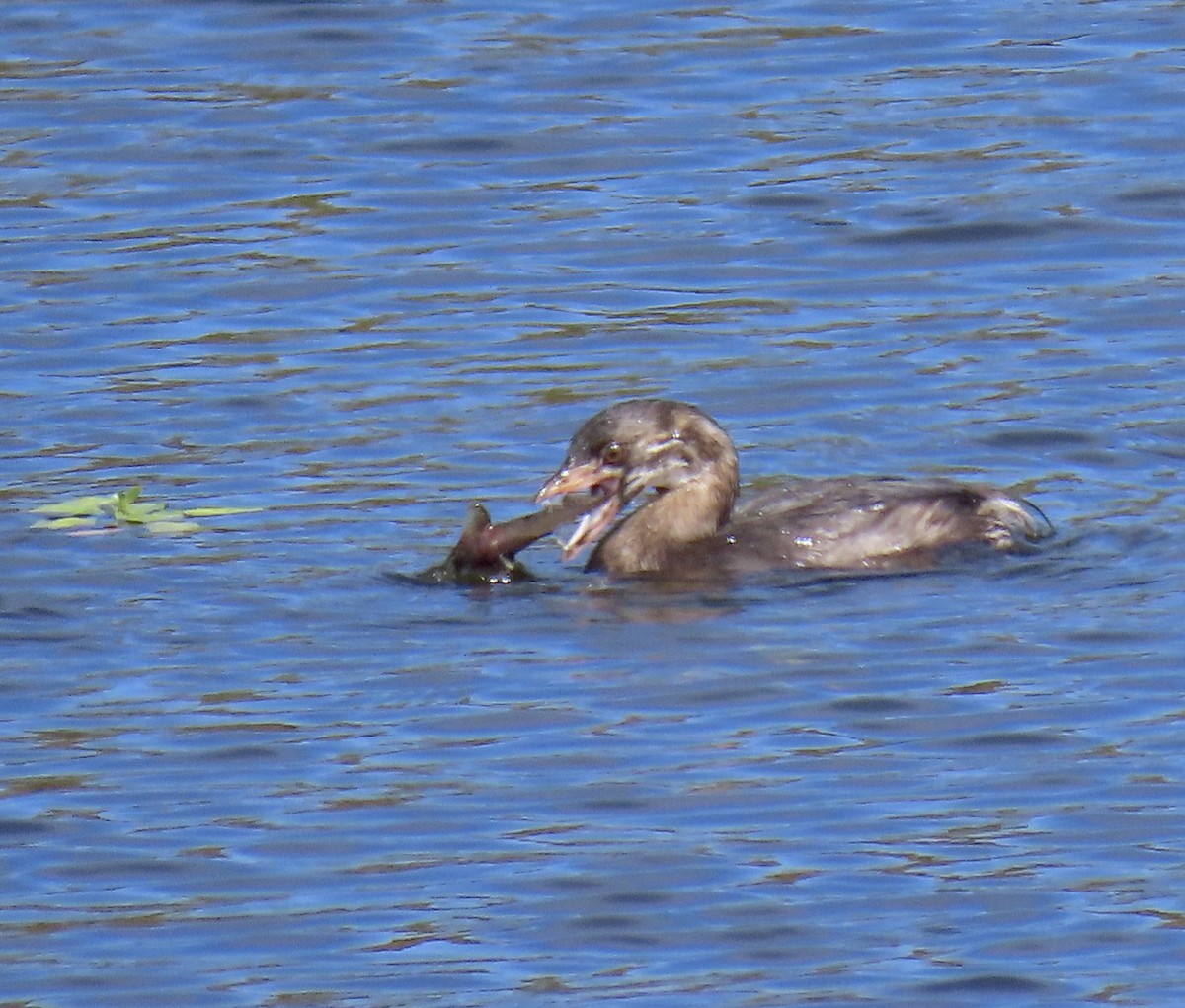 Pied-billed Grebe - ML641325725