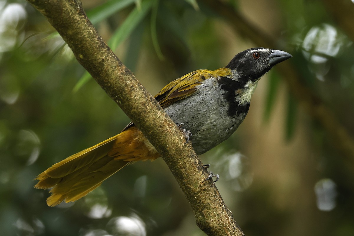 Black-headed Saltator - ML641325727