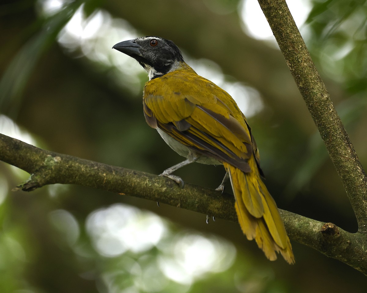 Black-headed Saltator - ML641325728