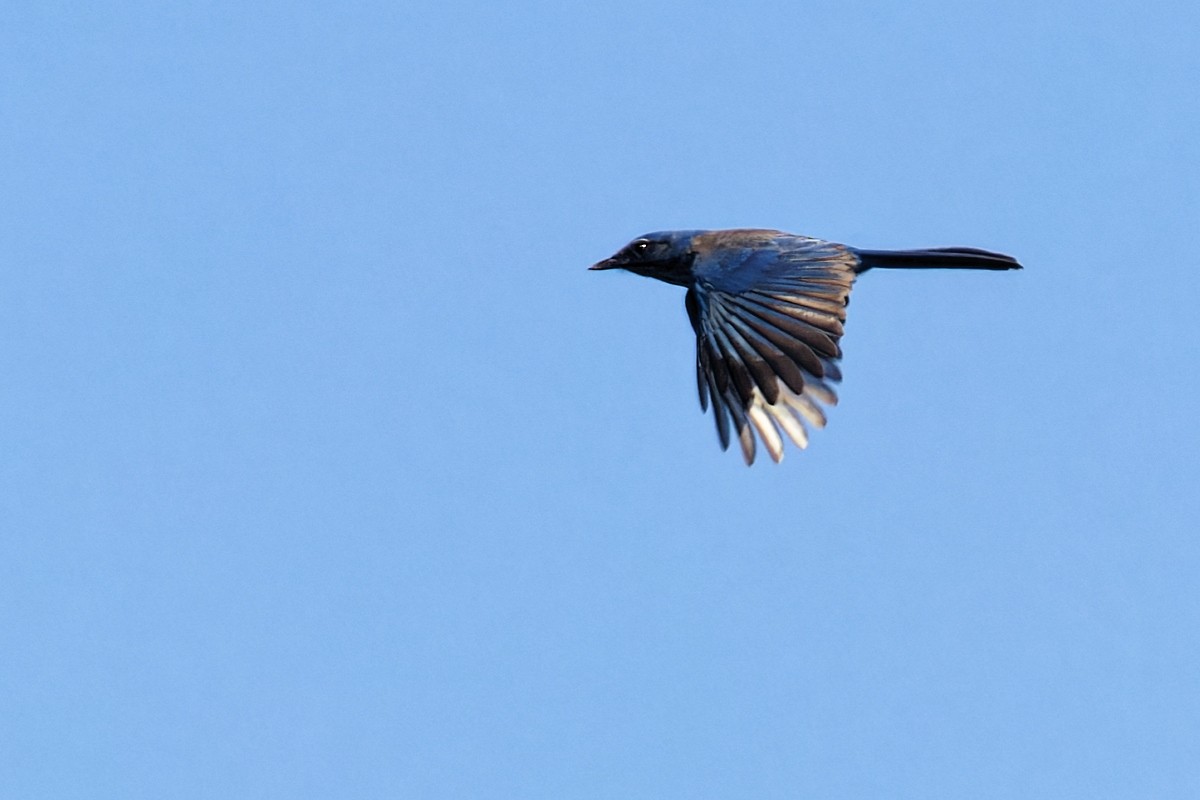 Woodhouse's Scrub-Jay - ML641325735