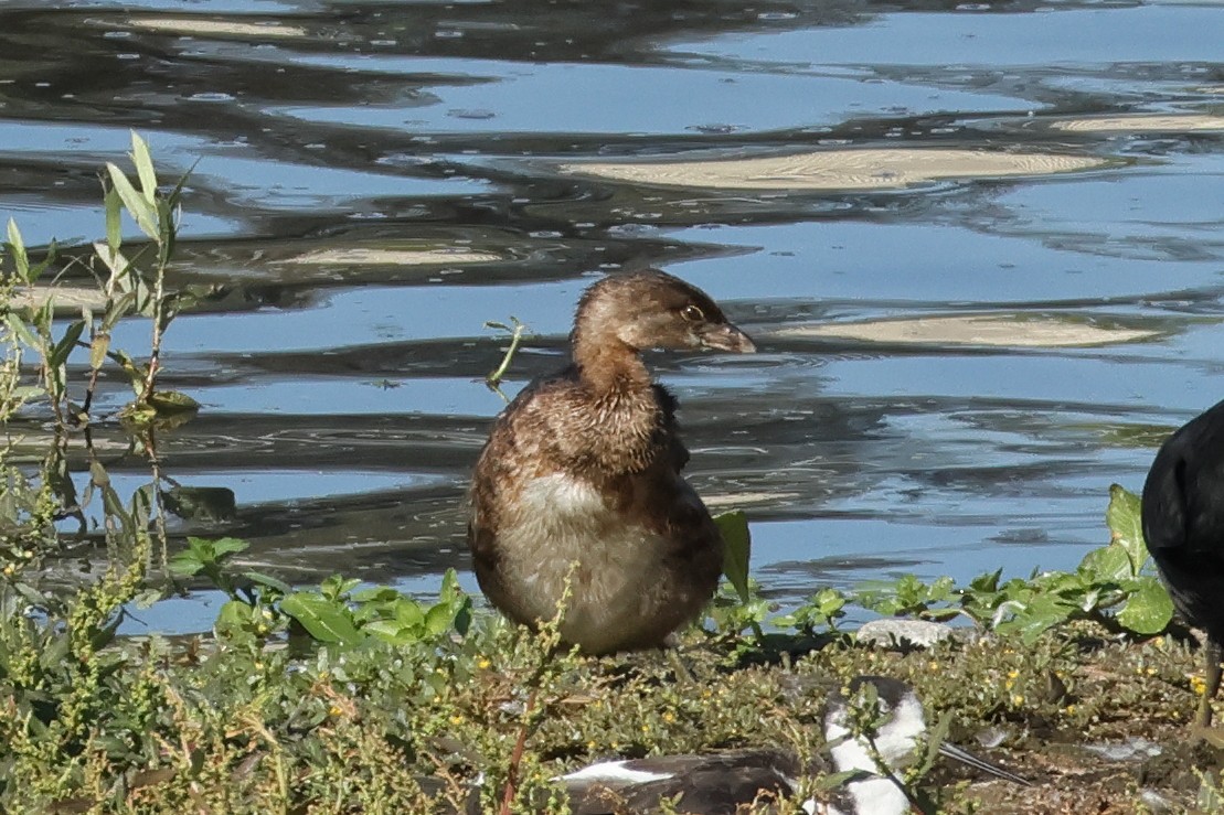 Pied-billed Grebe - ML641325740