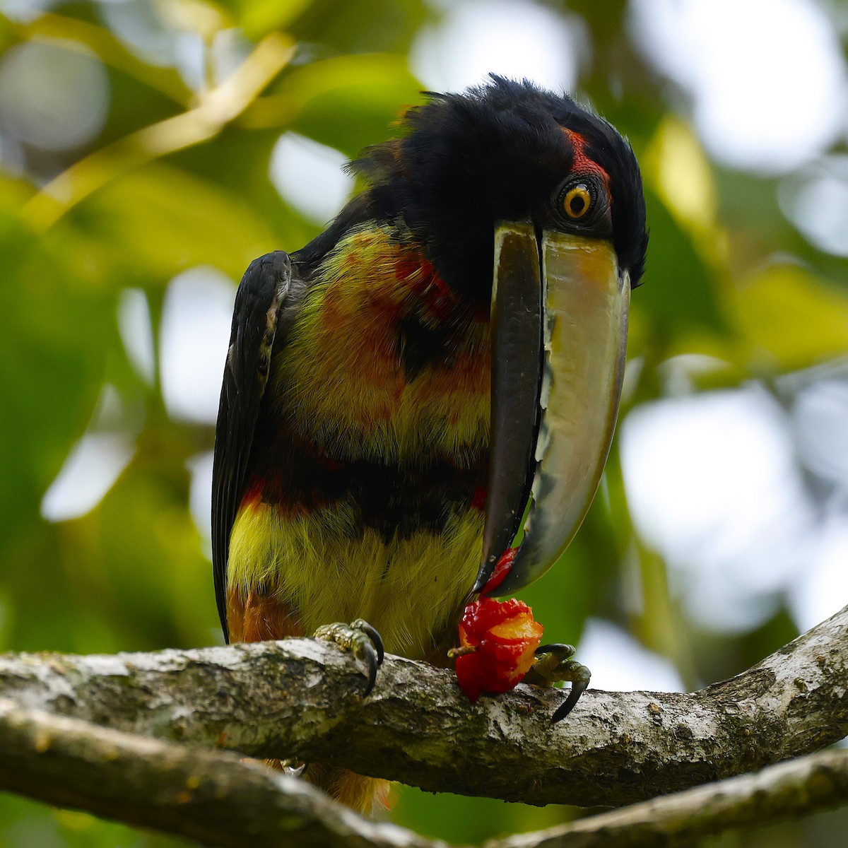 Collared Aracari (Collared) - ML641325742
