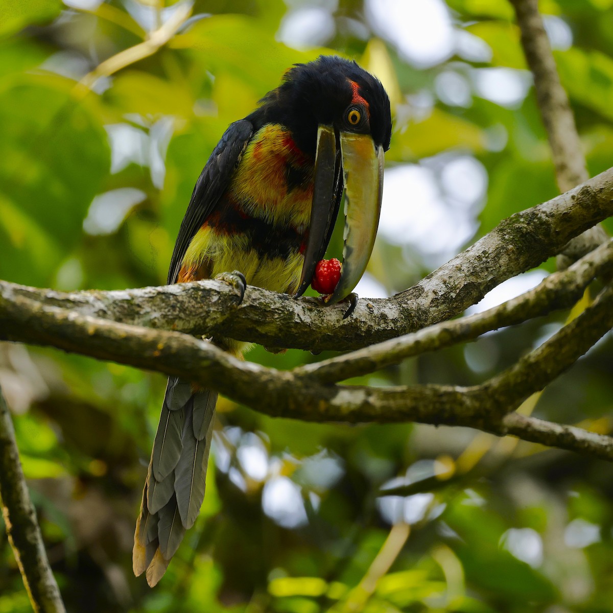 Collared Aracari (Collared) - ML641325744