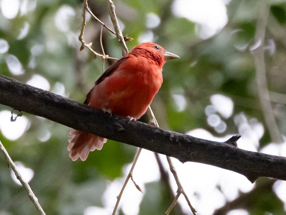 Summer Tanager - ML641325755