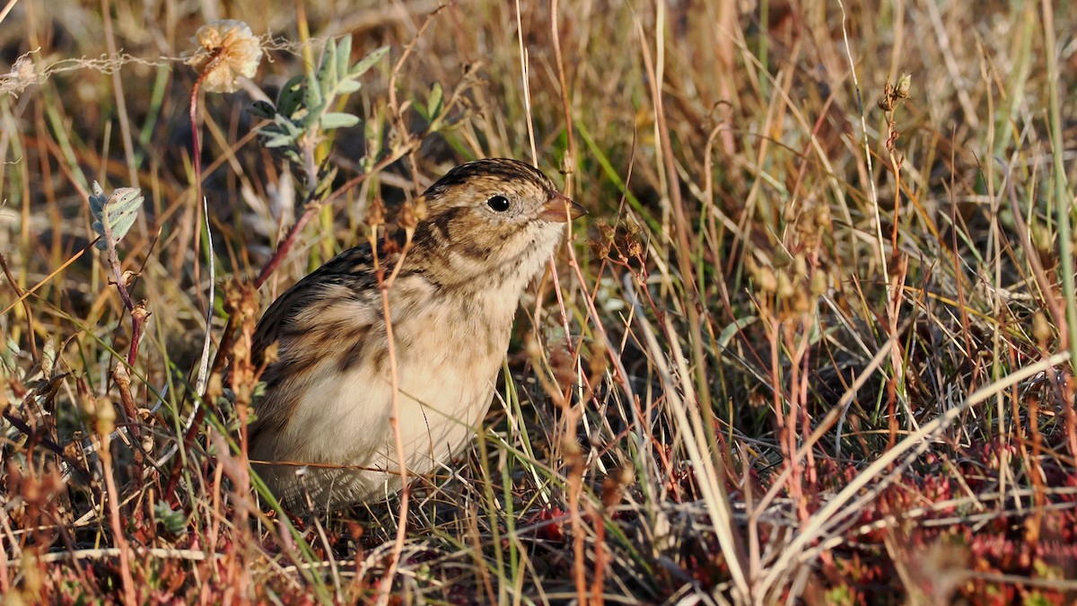 Lapland Longspur - ML641325758