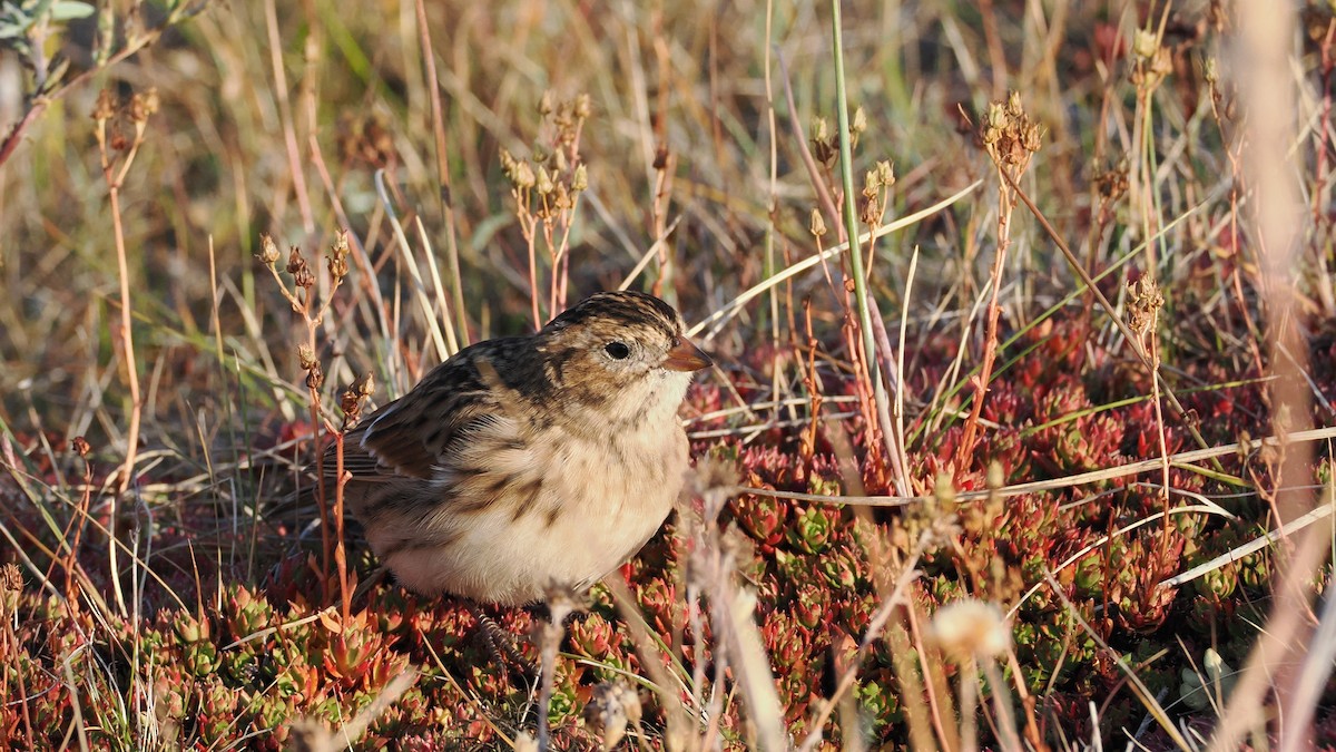 Lapland Longspur - ML641325760