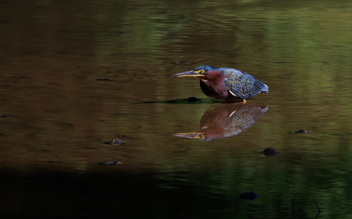 Green Heron - ML641325767
