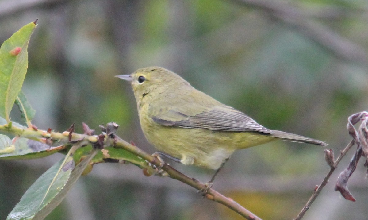 Orange-crowned Warbler (lutescens) - ML641325777