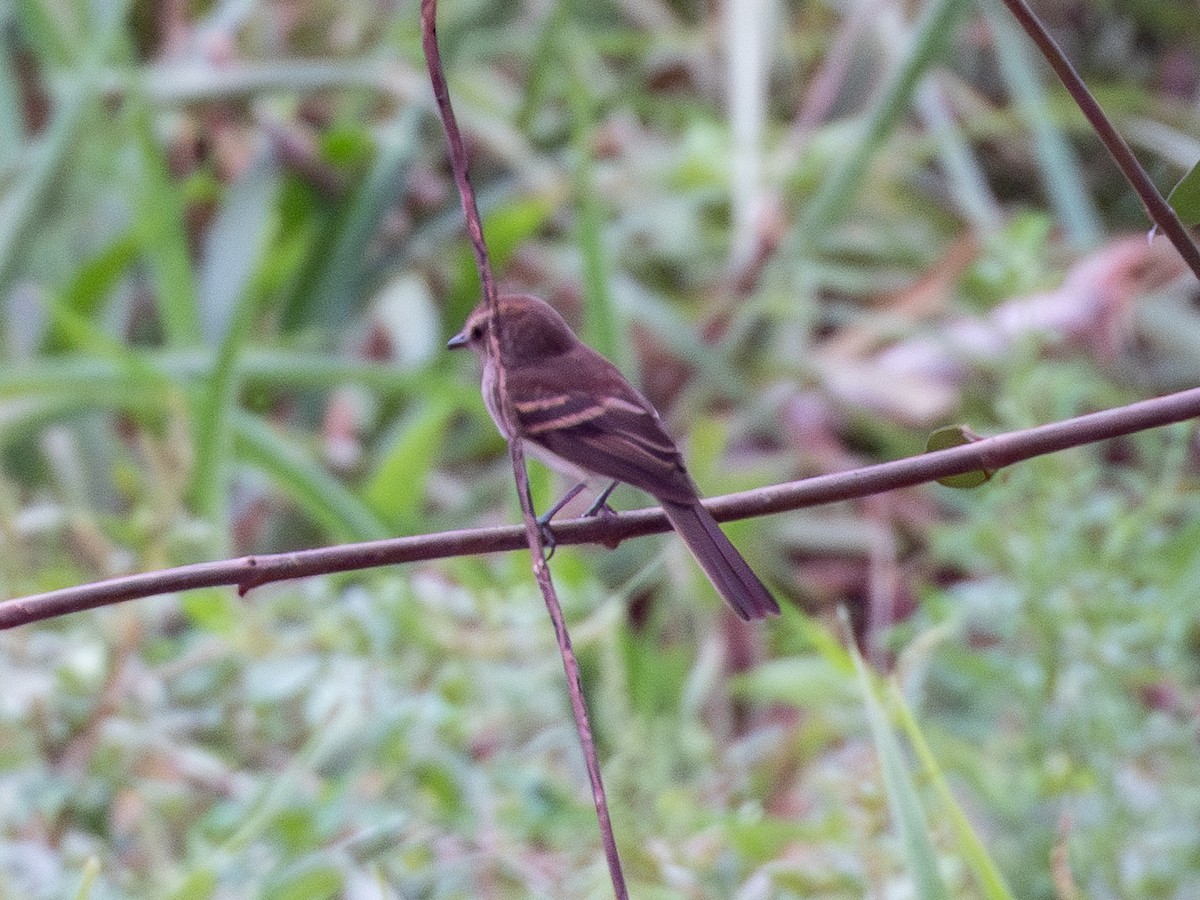 Fuscous Flycatcher - ML641325827