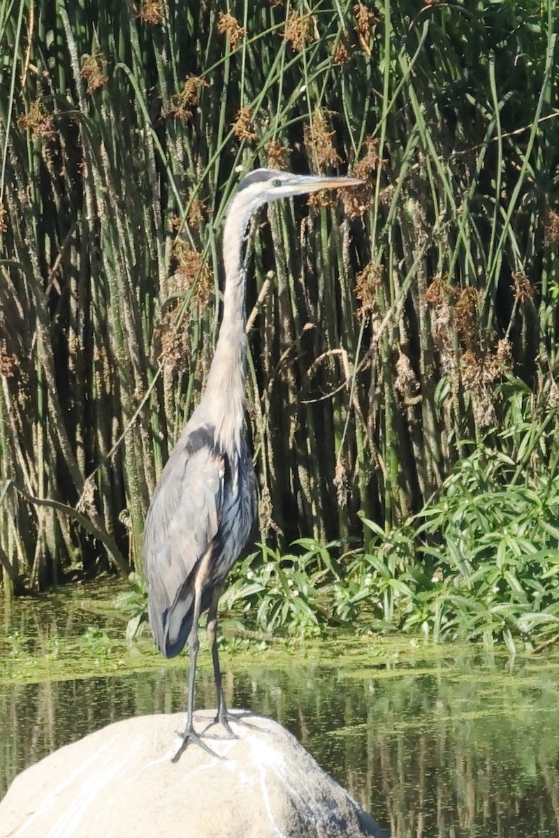 Great Blue Heron - ML641325860