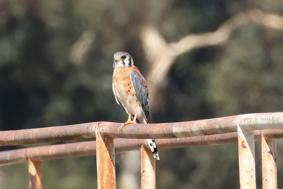 American Kestrel - ML641325890