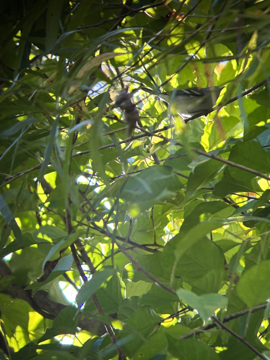Chestnut-sided Warbler - ML641325898