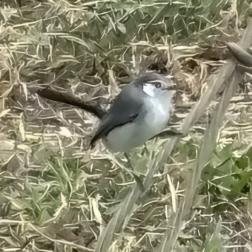 White-browed Gnatcatcher - ML641325936