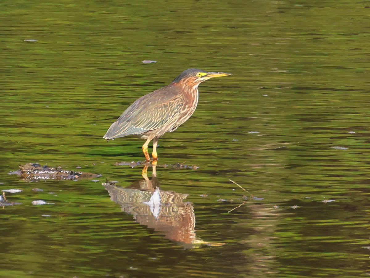 Green Heron - ML641325939