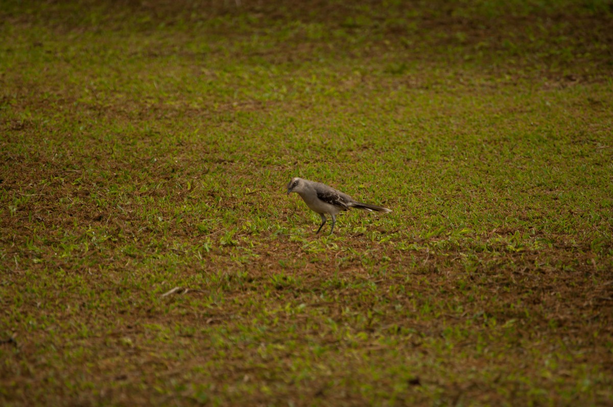 Tropical Mockingbird - ML641325965