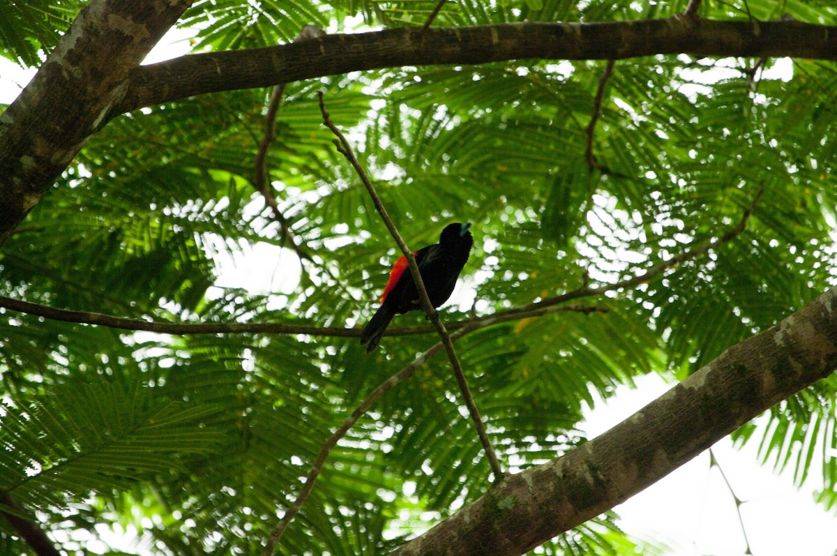 Scarlet-rumped Tanager (Passerini's) - ML641325981