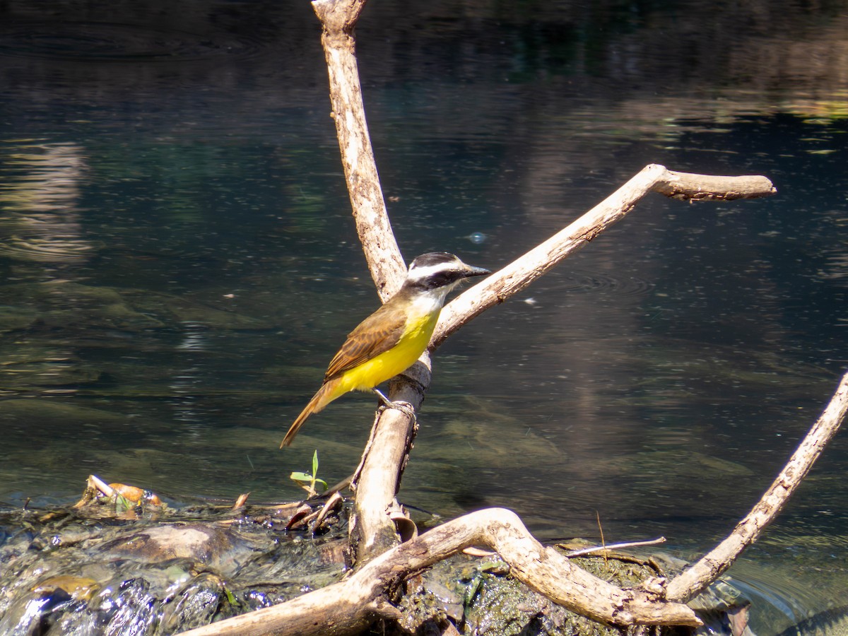 Great Kiskadee - ML641325993