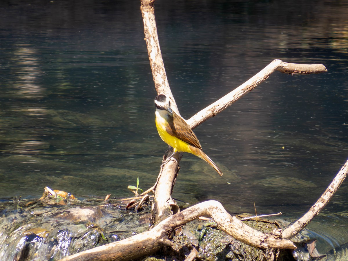 Great Kiskadee - ML641326001