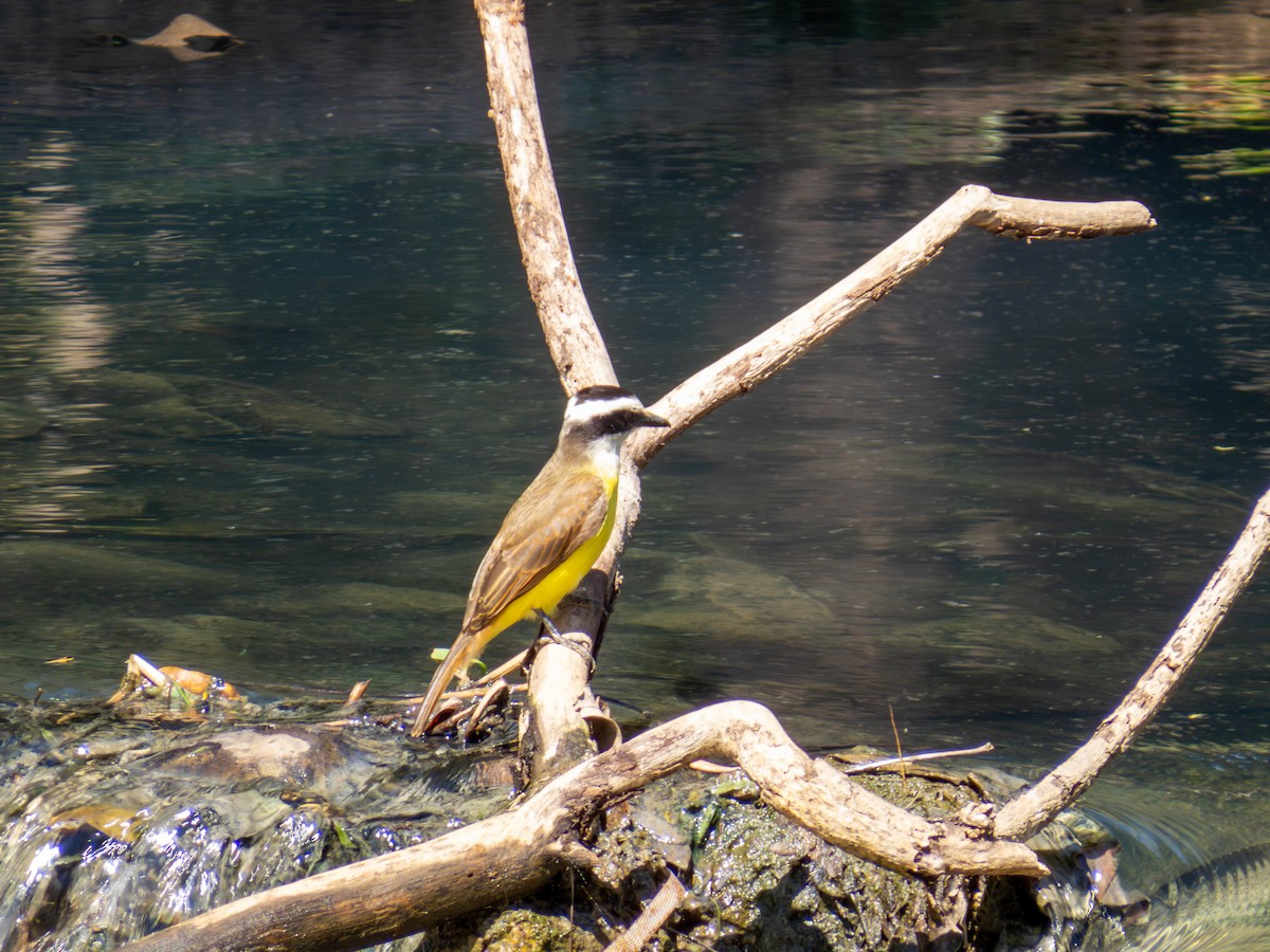 Great Kiskadee - ML641326002