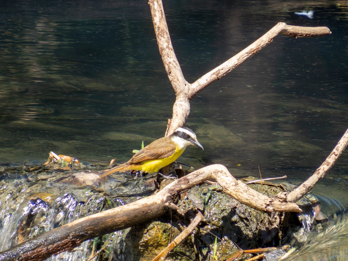 Great Kiskadee - ML641326004