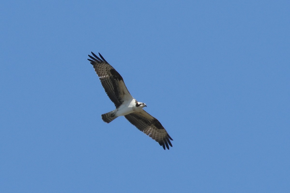 Osprey - ML641326034