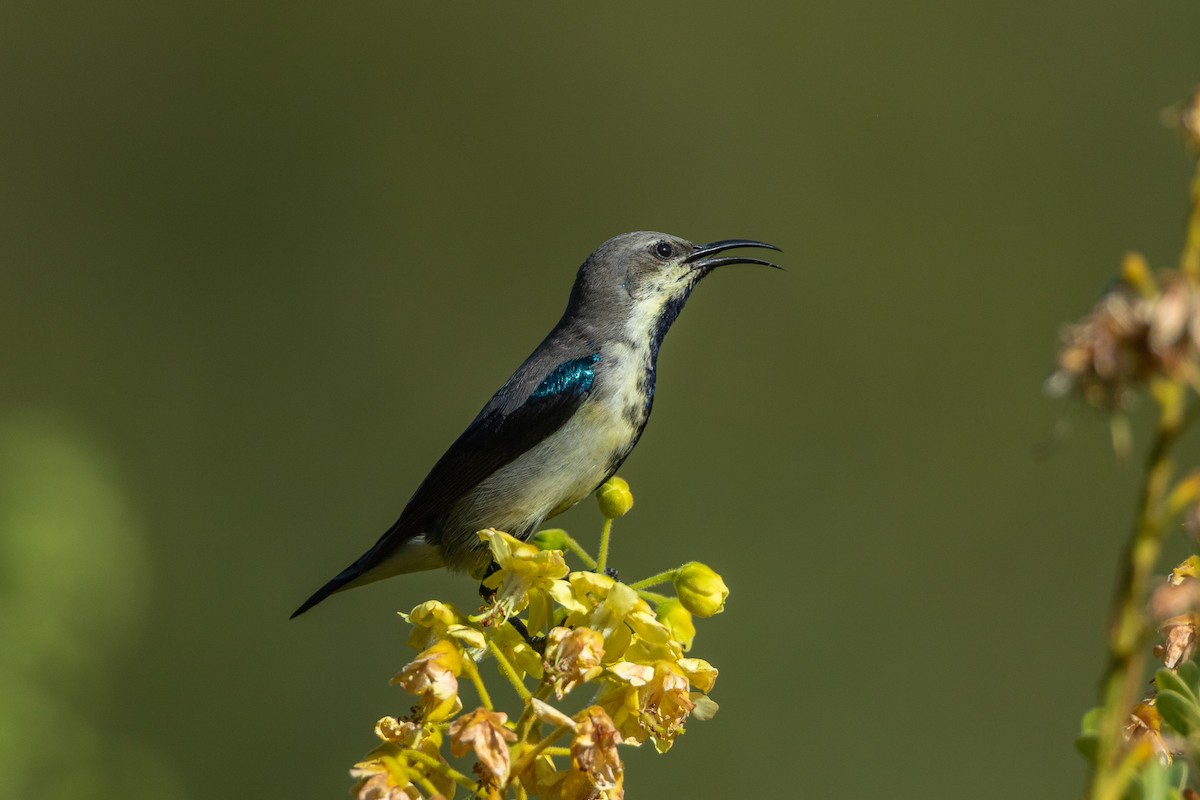 Purple Sunbird - ML641326050