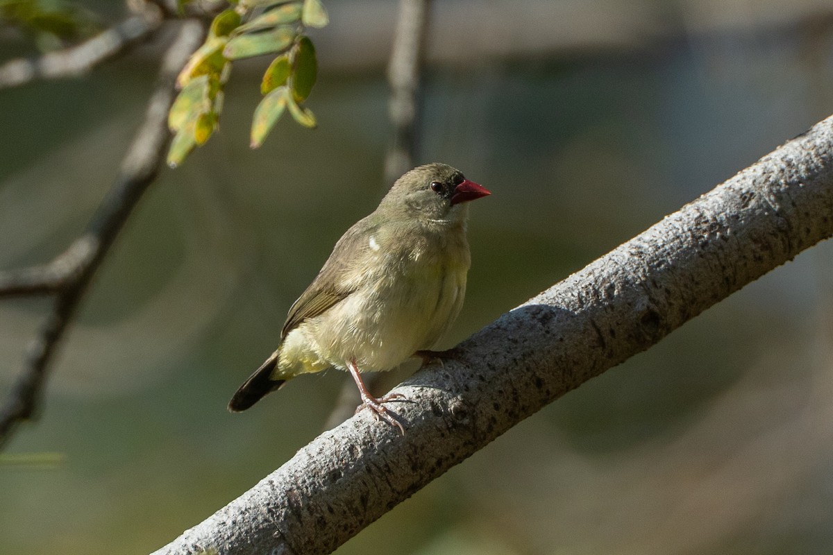 Green Avadavat - ML641326054