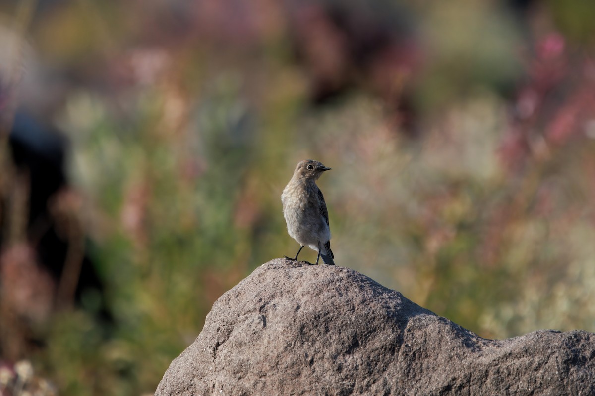 Mountain Bluebird - ML641326063