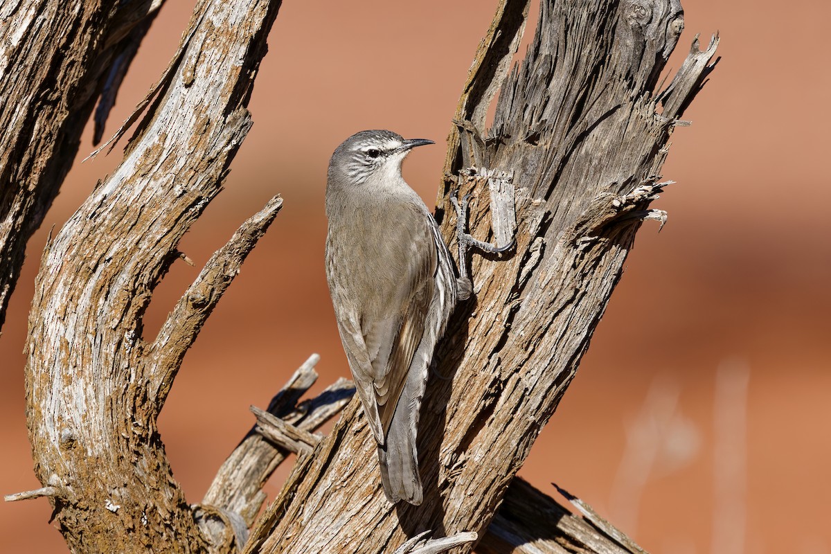 White-browed Treecreeper - ML641326103