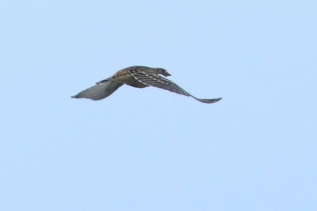 Smith's Longspur - ML641326112