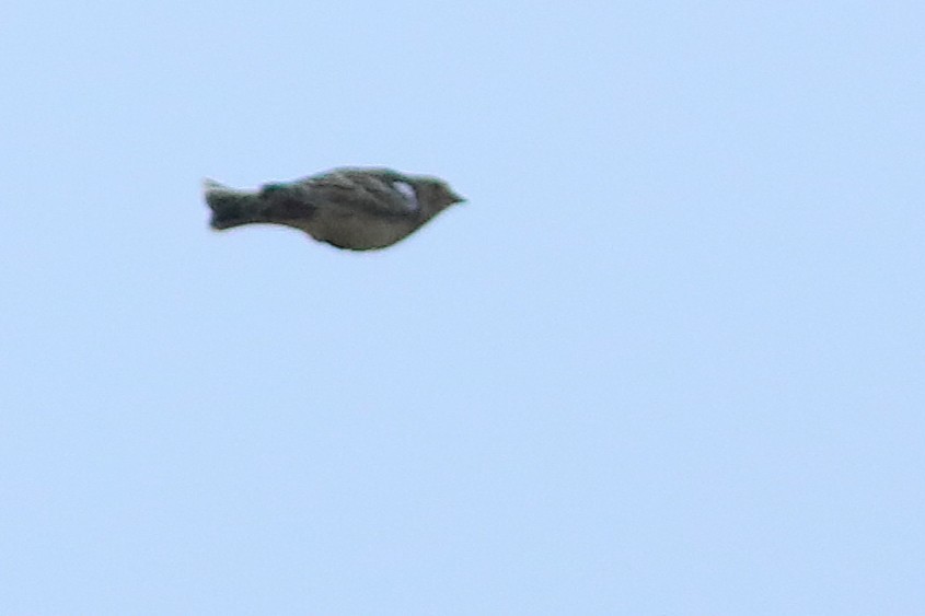 Smith's Longspur - ML641326113