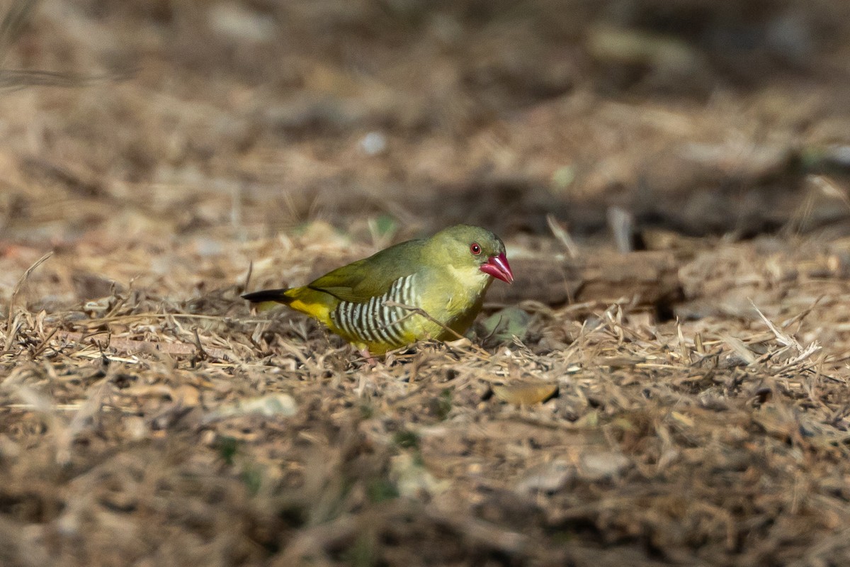 Green Avadavat - ML641326114