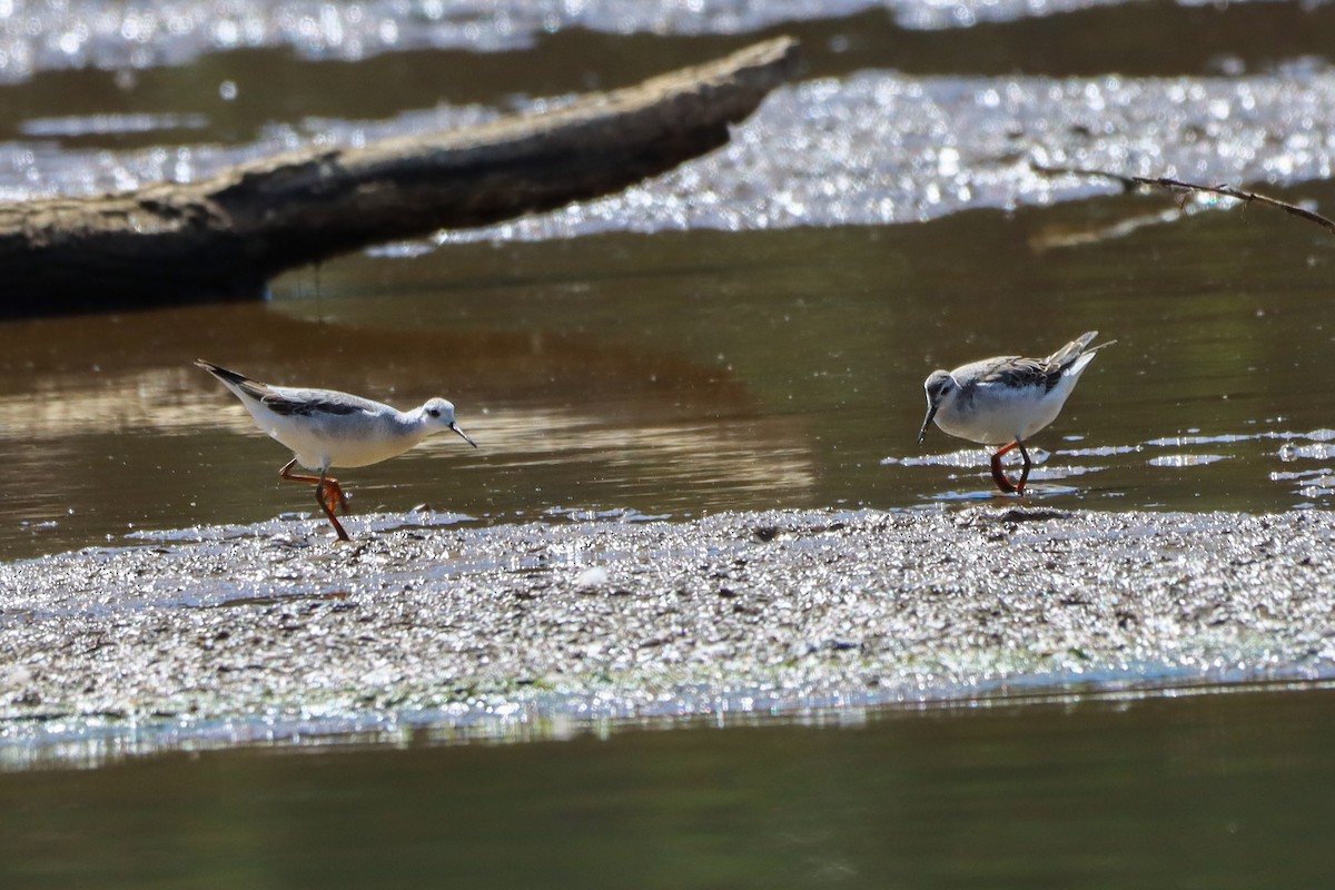 Wilson's Phalarope - ML641326132