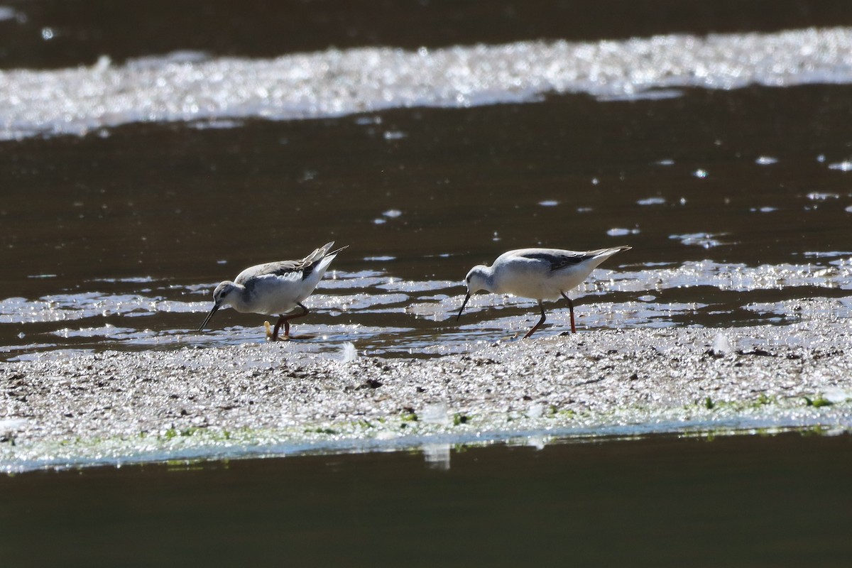 Wilson's Phalarope - ML641326133