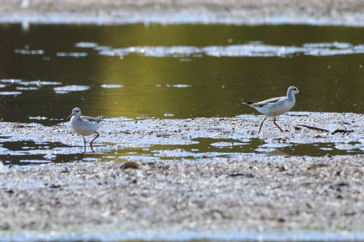Wilson's Phalarope - ML641326135