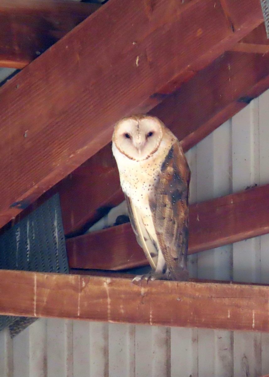 American Barn Owl - ML641326151