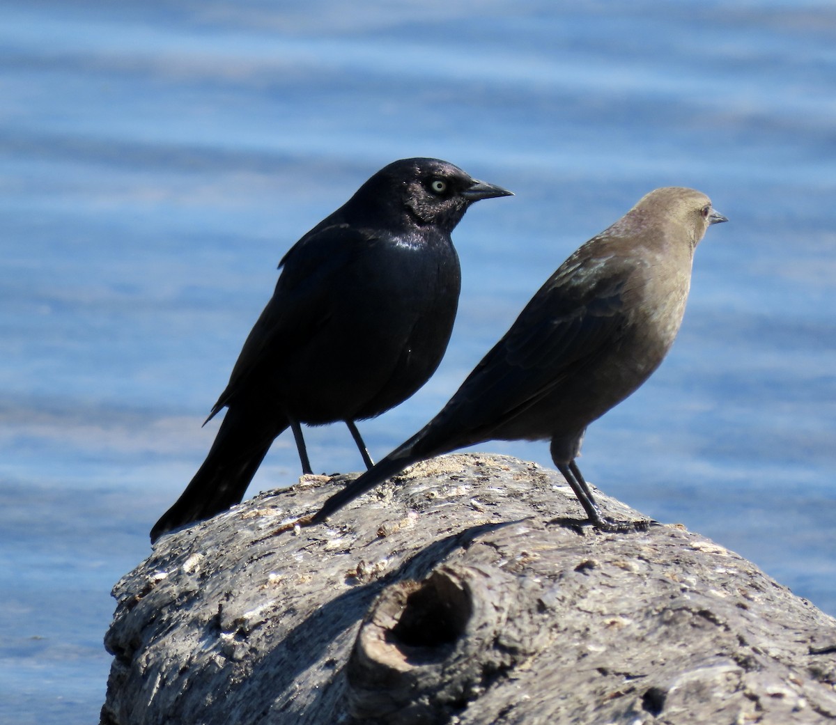 Brewer's Blackbird - ML641326187
