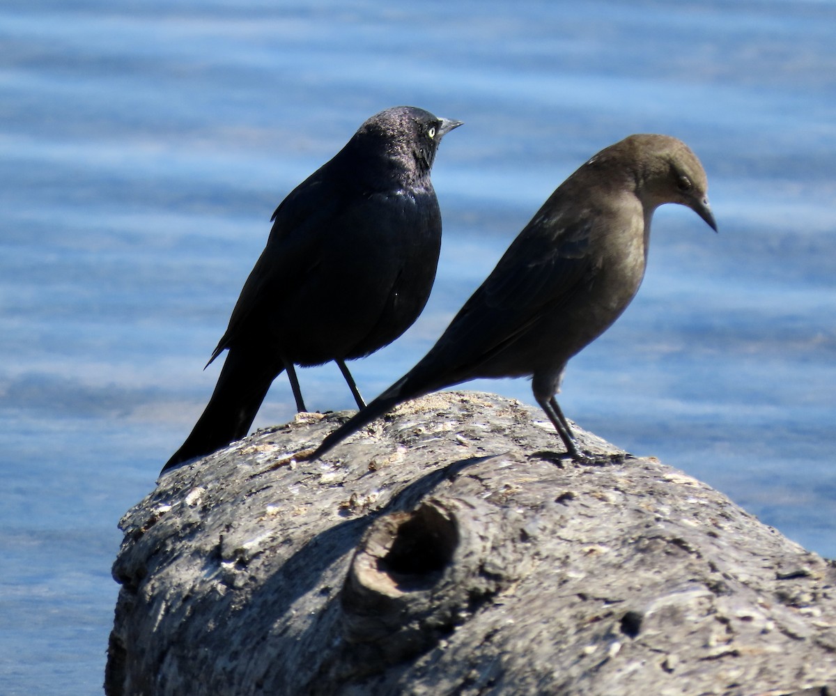 Brewer's Blackbird - ML641326188