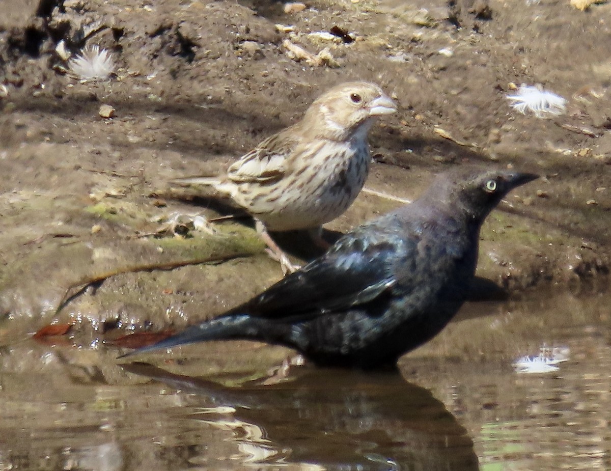 Brewer's Blackbird - ML641326193