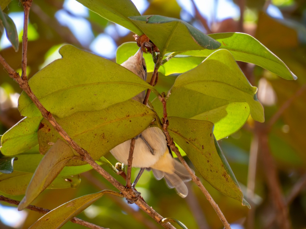 Rufous-headed Tanager - ML641326216