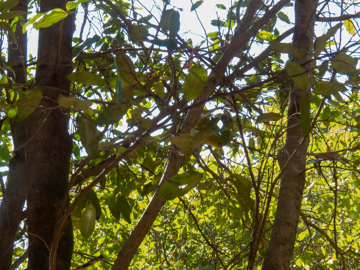 Rufous-headed Tanager - ML641326217